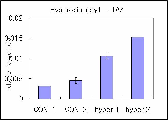 Hyperoxia shock에 의한 TAZ mRNA level의 발현 증가