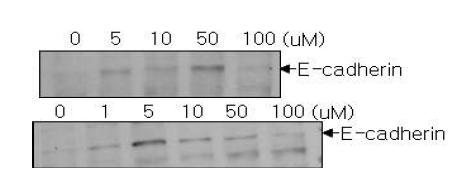 Bleomycin 처리에 의한 E-cadherin의 발현 변화