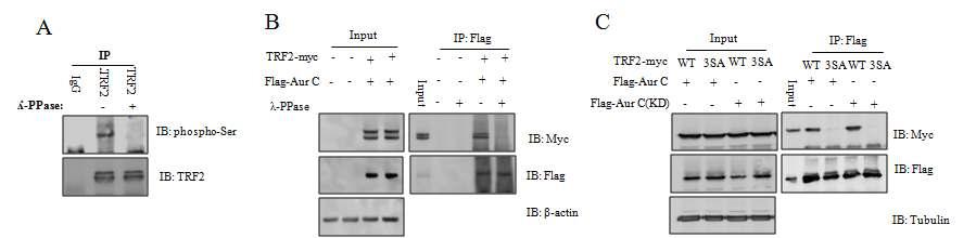 TRF2 interacts with Aur-C in a phosphorylation-dependent manner.