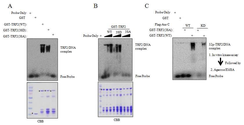 GAR motif mutations in TRF2 affect the binding to telomeric DNA in vitro.