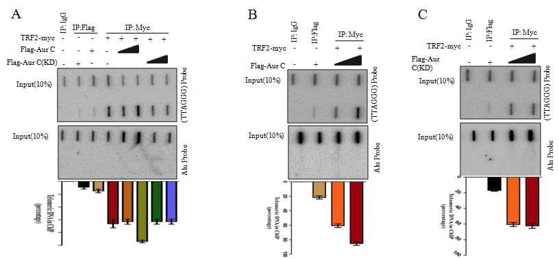 Phosphorylation by Aur-C enhances TRF2 binding to telomeric DNA in vivo.