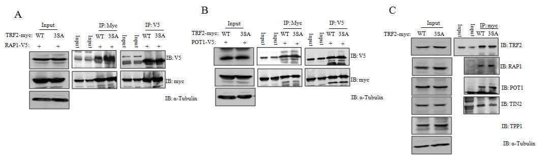 GAR motif mutations in TRF2 do not affect the expression of key telomeric proteins and their interaction with TRF2.