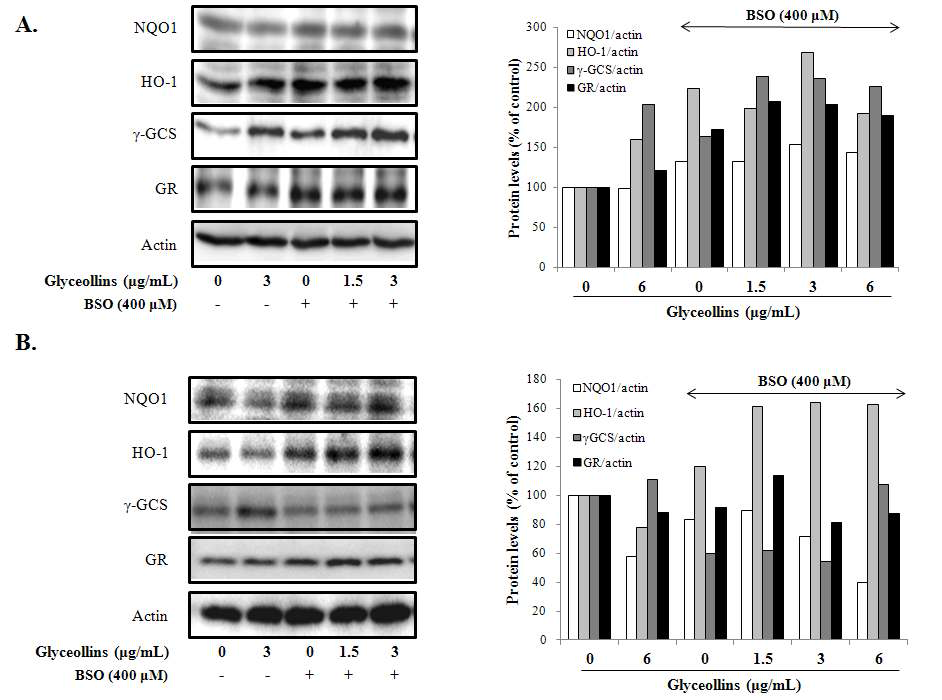 Effect of glyceollins on the expression of phase 2 detoxifying enzymes in Hepa1c1c7 (A) and BPRc1 (B) cells.