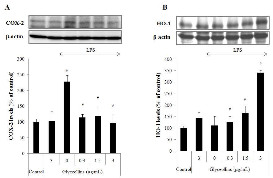 Effect of glyceollins on COX-2 and HO-1 expression in RAW264.7 cells.