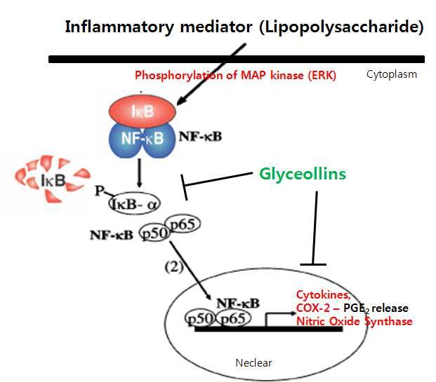 A possible mechanism for the control of inflammation involving cytokines and NF-kB.