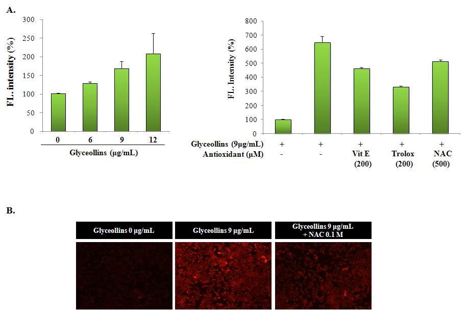 Production of reactive oxygen species (ROS) in glyceollins-treated cells.