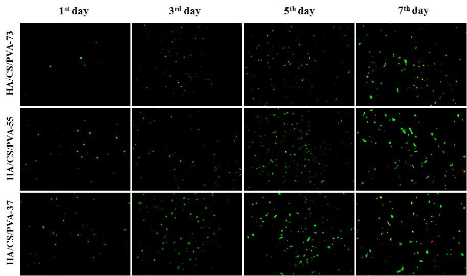 Live (green) and dead (red) staining fluorescent microscopic images of human keratinocyte cells (HaCaT) cultured on HA/CS/PVA hydrogels