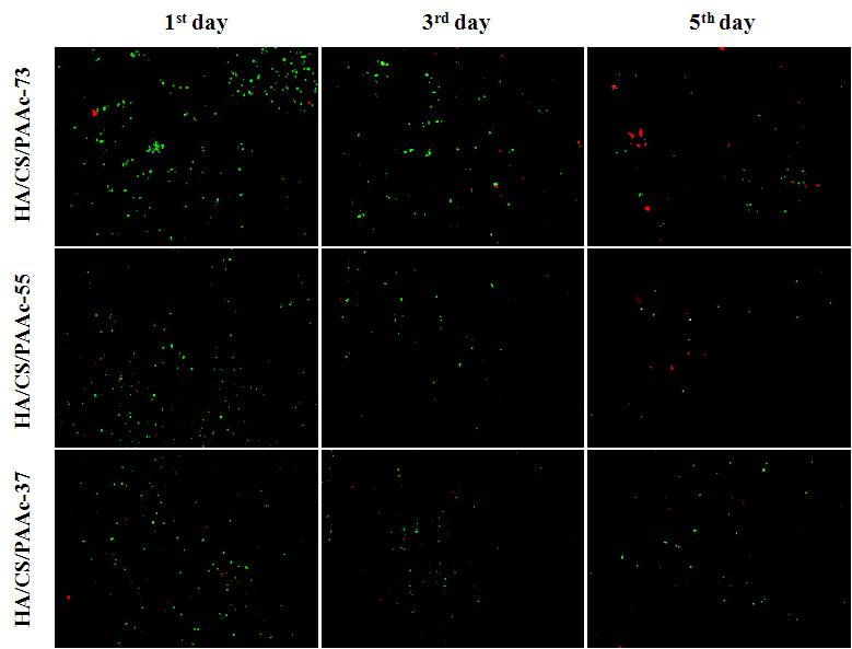 Live (green) and dead (red) staining fluorescent microscopic images of human keratinocyte cells (HaCaT) cultured on HA/CS/PAAc hydrogels