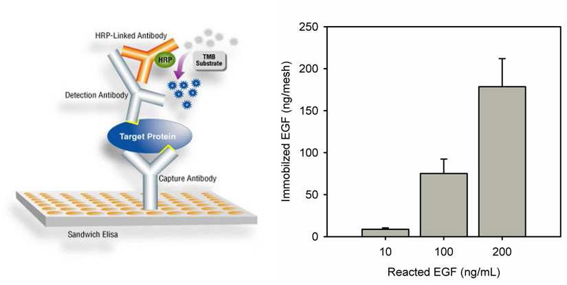 ELISA 기법과 EGF 정량
