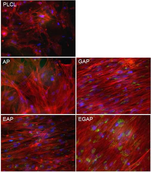 EGF/젤라틴 복합고정화에 따른 성체줄기세포의 분화 평가(×200, red: F-actin, green: involucrin, blue: nucleus)