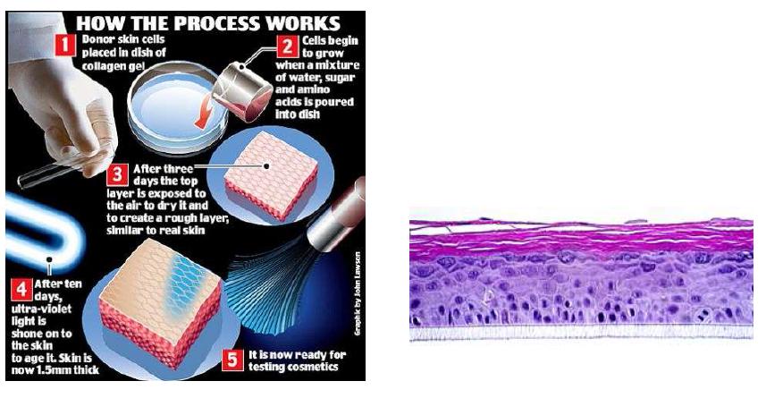 로레알의 에피스킨(Episkin)(좌), 스킨에틱의 RHE (In vitro reconstructed human epidermis)(우)