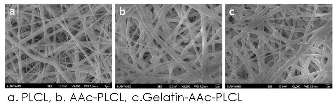 제조된 Gelatin-AAc-PLCL 세포 지지체의 SEM 사진