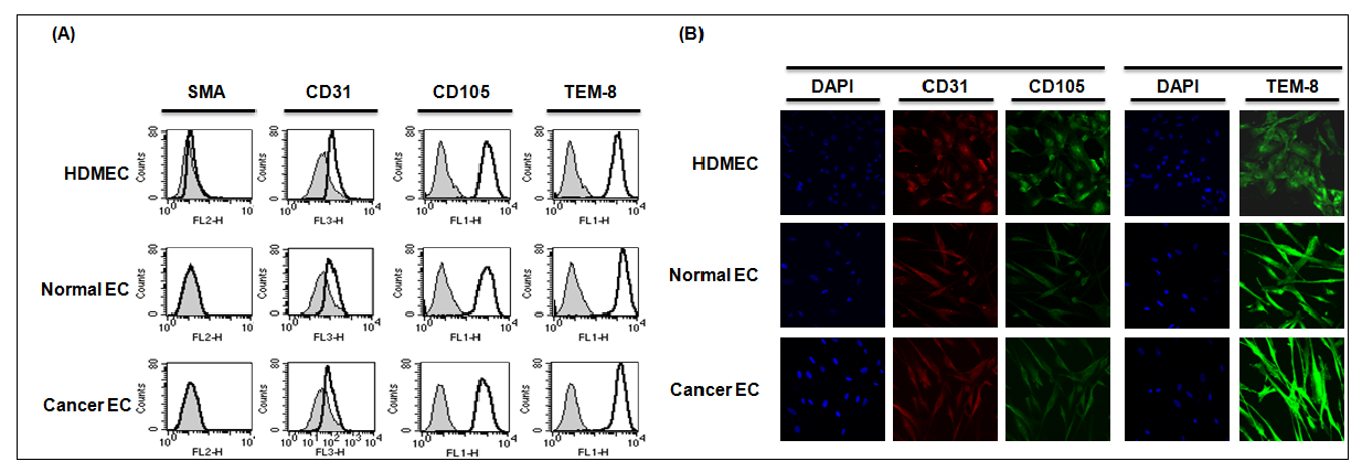 Characterization of the isolated normal and cancer endothelial cells