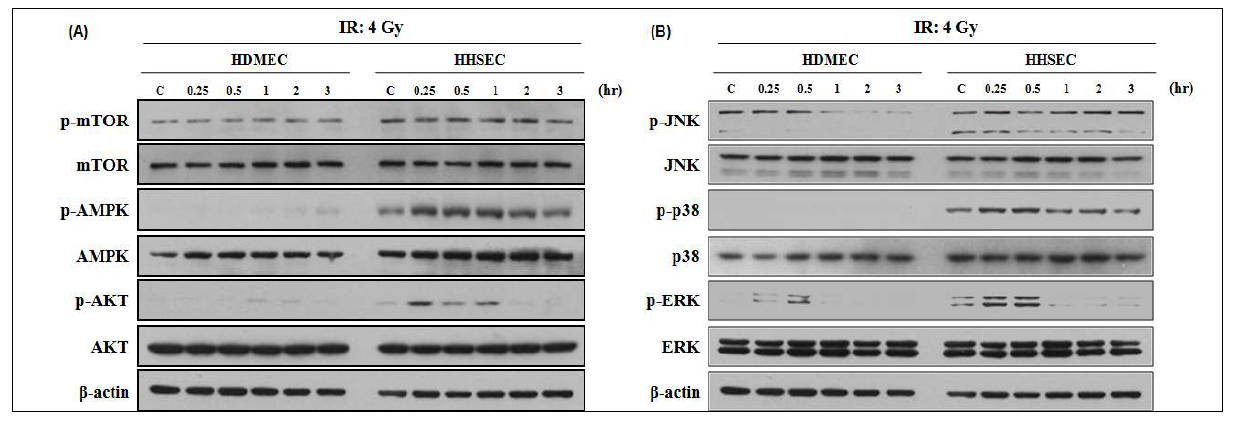 Effect of ionizing radiation on the activities of the signaling proteins in HDMEC and HHSEC.