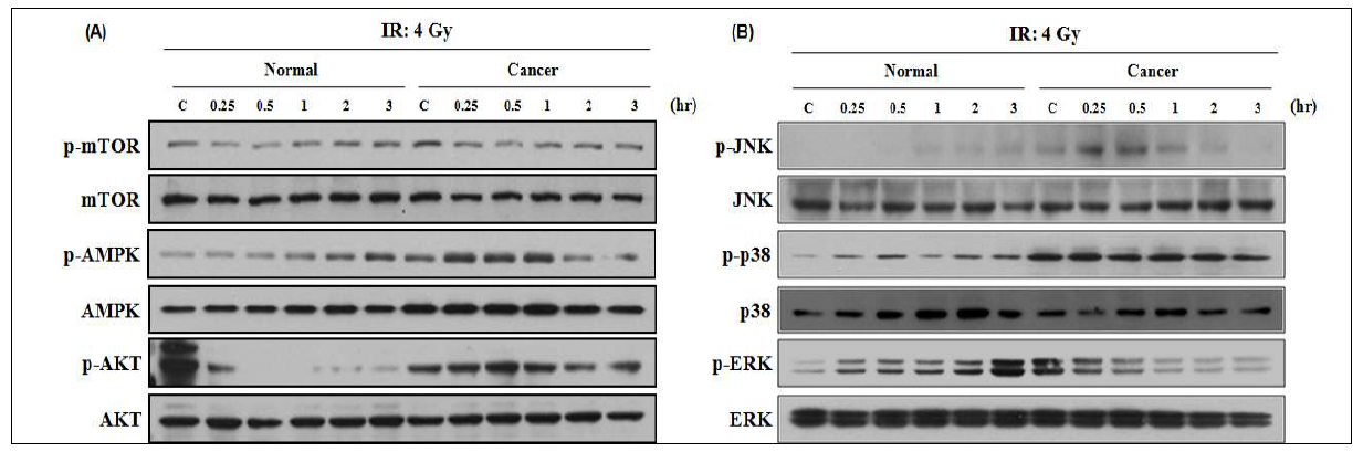 Effect of ionizing radiation on the activities of the signaling proteins in the isolated normal and cancer endothelial cells.