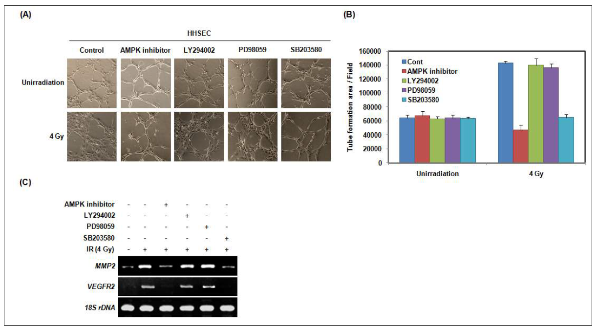 AMPK and p38 are involved in ionizing radiation-induced angiogenesis in HHSECs.