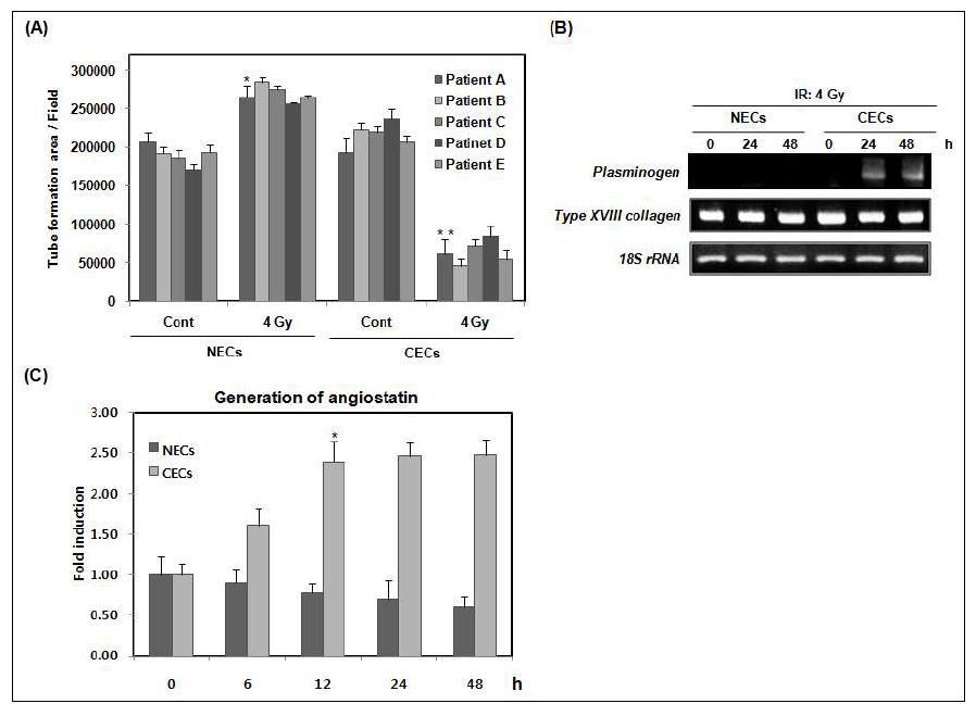 Effect of ionizing radiation on the capillary-like tube formation of NECs and CECs