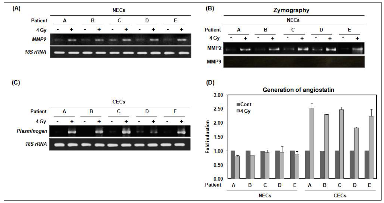 Ionizing radiation increases the activity of MMP2 and the generation of angiostatin in NECs and CECs, respectively.