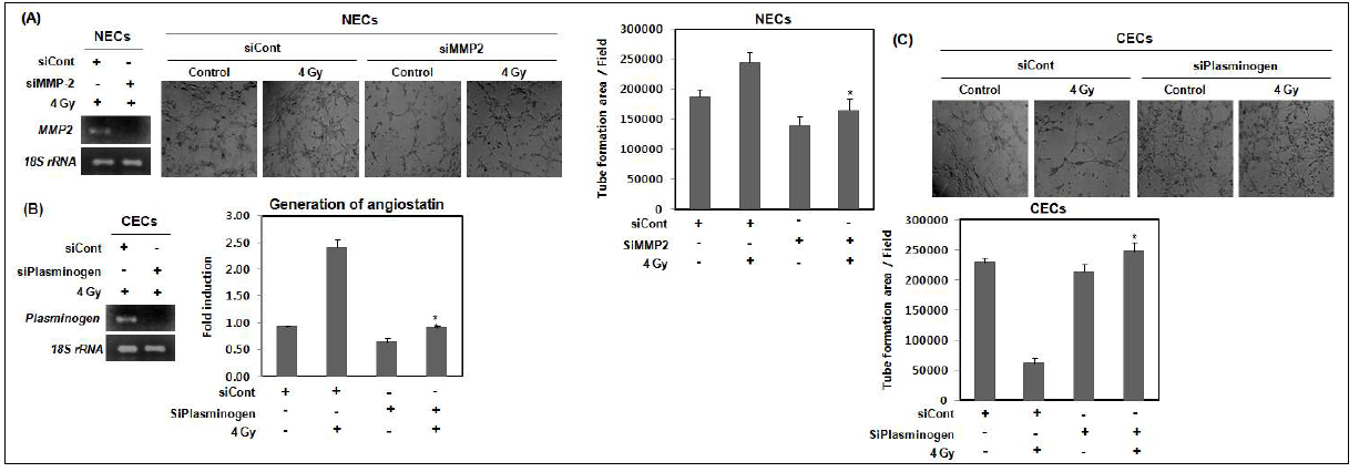 Effect of siRNA targeting MMP2 and plasminogen on angiogenic behavior of NECs and CECs after irradiation.