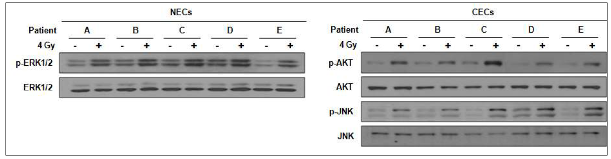 Effect of ionizing radiation on the activities of cellular signaling factors in NECs and CECs