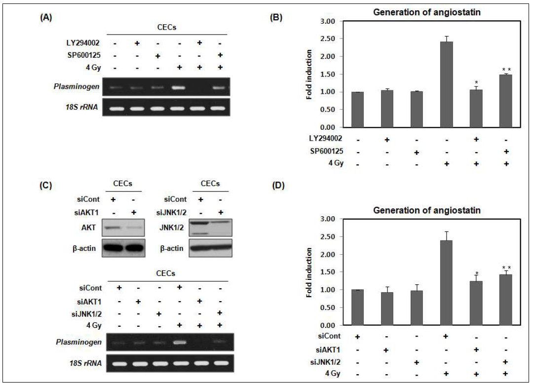 AKT and JNK activation is necessary for the generation of angiostatin in CECs