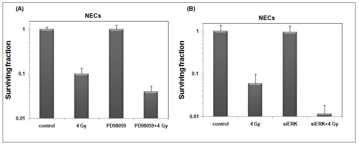 Effect of ERK inhibitions on clonogenic cell survival of NECs