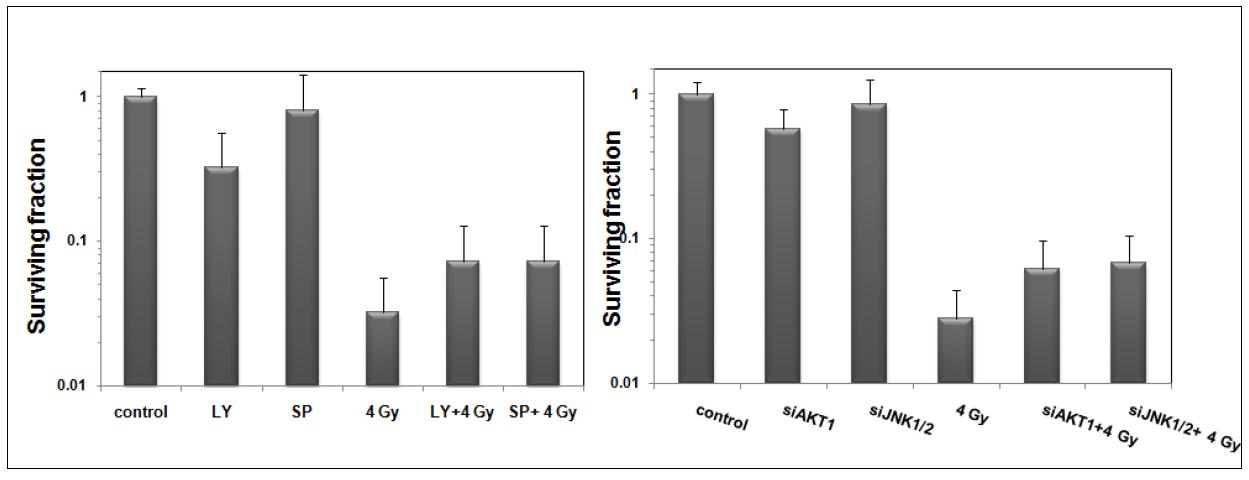 Effect of AKT or JNK inhibitions on clonogenic cell survival of CECs