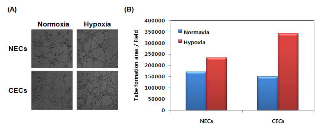 Effect of hypoxia on the capillary-like tube formation of NECs and CECs.