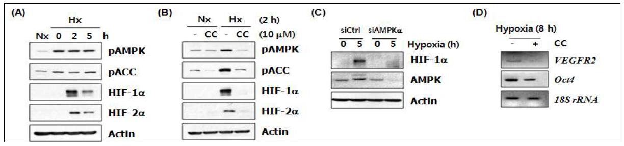 AMPK participates in the expression of hypoxia-induced HIF-1α