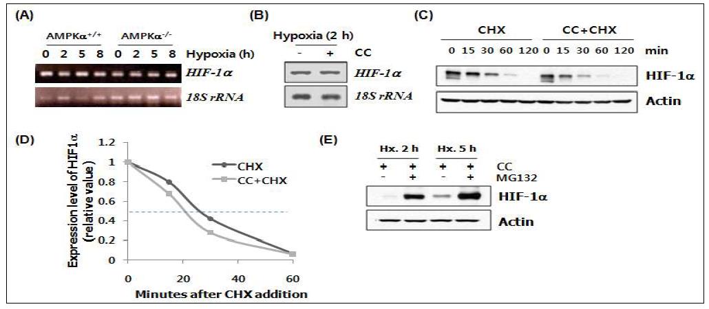 Effects of AMPK on the stabilization of HIF-1α protein under hypoxic condition.