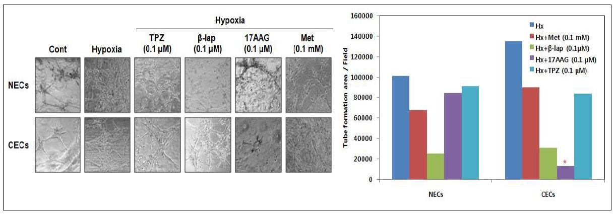 Anti-angiogenic effects of Met, β-lap, 17AAG and TPZ under hypoxic condition.