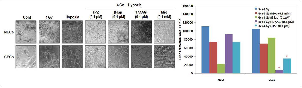 Anti-angiogenic effects of Met, β-lap, 17AAG and TPZ in combination with ionzing radiation under hypoxic condition.