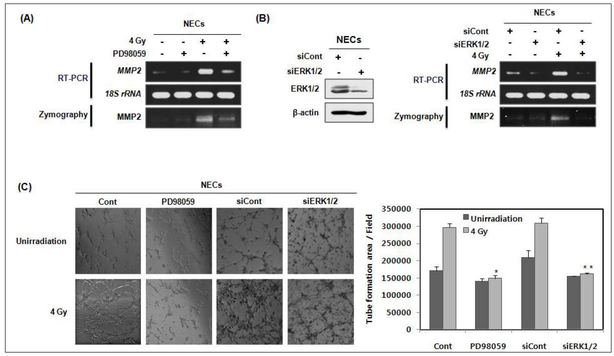 ERK activation is required for the ionizing radiation-induced tube formation of NECs.