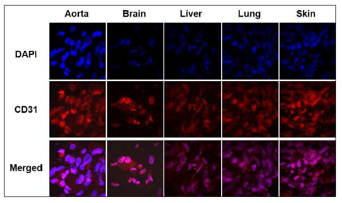 Characterization of the endothelial cells isolated from various mouse tissues.