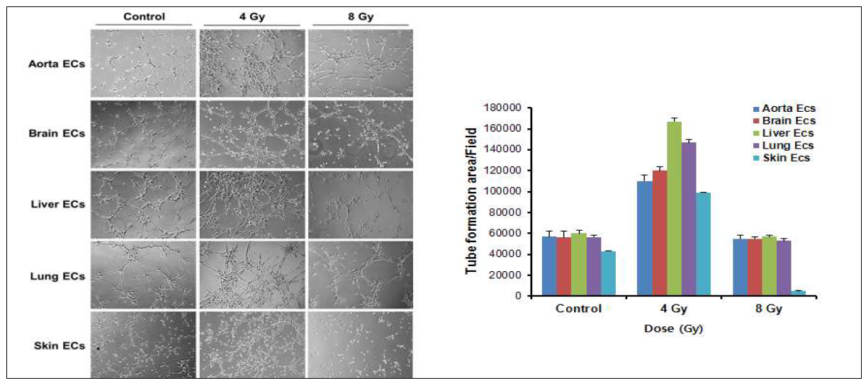 Effect of ionizing radiation on tube formation of endothelial cells isolated various mouse tissues.