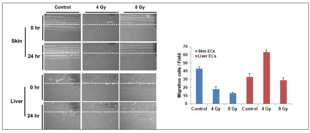 Effect of ionizing radiation on the migration of endothelial cells isolated from skin and livers.