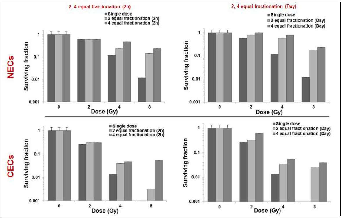 분할방사선 조사에 따른 정상 및 암조직 혈관내피세포의 clonogenic cell death.