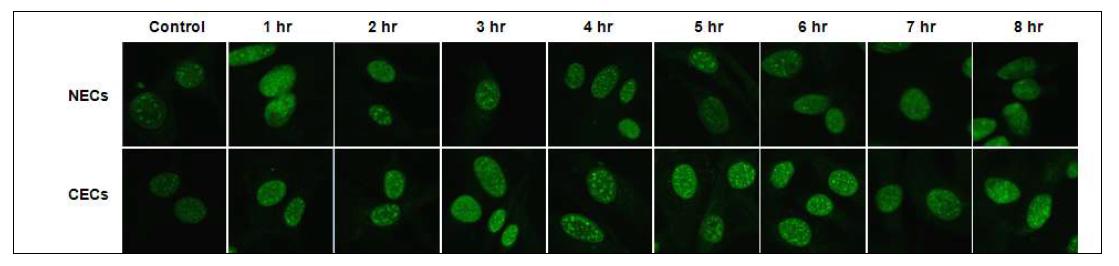 방사선 조사 후 정상 및 암조직의 혈관내피세포내의 phospho-γH2AX foci 변화.