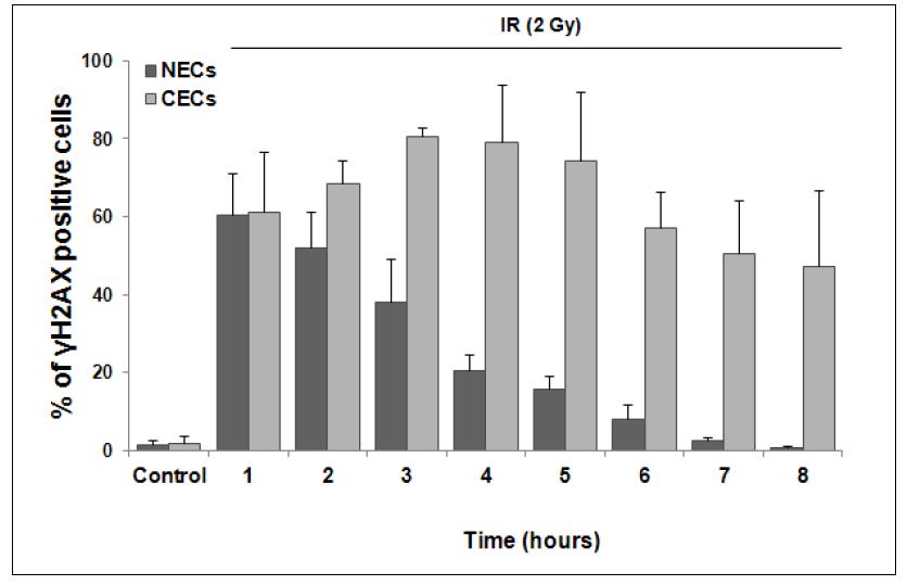 방사선 조사 후 정상 및 암조직의 혈관내피세포의 phospho-γH2AX foci positive cell의 정량화.