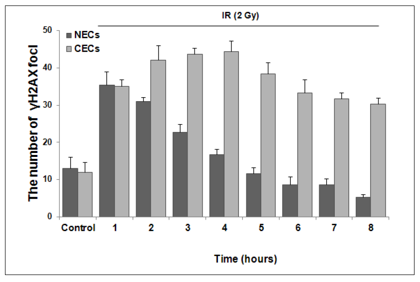 방사선 조사 후 정상 및 암조직의 혈관내피세포의 phospho-γH2AX foci 정량화.