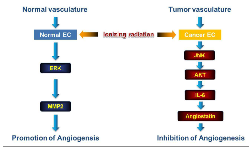 Schematic model of the angiogenic responses induced by irradiation in NECs versus CECs.