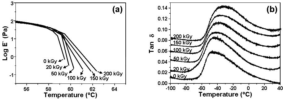 순수한 것과 다양한 전자빔 흡수선량에서 조사 된 PCL들의 저장탄성율(E' ) (a)와 탄젠트 델타 (tan δ)의 변화 (b).
