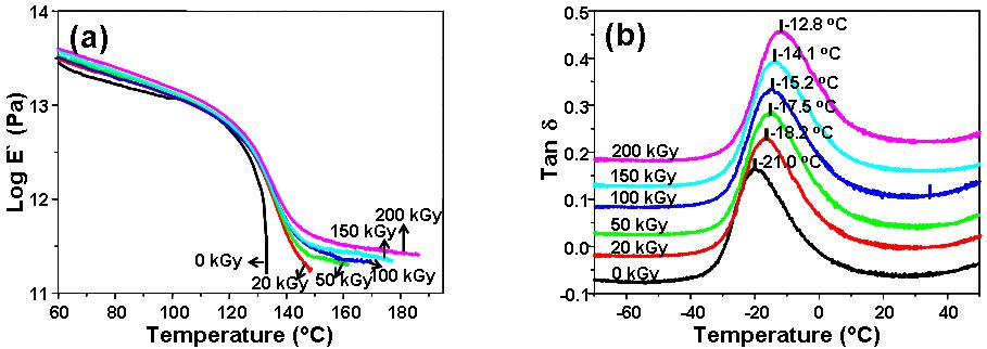 순수한 것과 다양한 전자빔 흡수선량에서 조사 된 PBAT들의 저장탄성율(E' ) (a)와 탄젠트 델타 (tan δ)의 변화 (b).