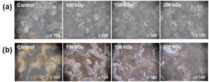 순수한 것과 전자빔 조사된 생분해성 고분자의 효소분해시험 전(a)과 9일 경과 후 현미경 사진들(b).