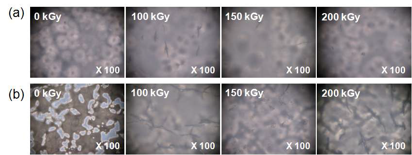 효소분해반응 시간에 따른 다양한 조사량에서 3 wt%의 TAIC 존재 하에서 가교된 PCL 효소분해시험 전(a)과 9일 경과 후 현미경 사진들(b).