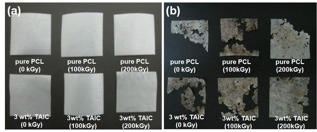 다양한 조사량에서 3 wt%의 TAIC 존재 하에서 가교된 PCL의 토양매립분해시험 전 (a)과 9개월경과 후 (b)의 사진들.