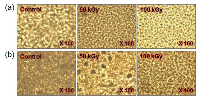 효소분해반응 시간에 따른 다양한 조사량에서 조사된 5 wt%의 TAIC 존재하에서 가교된 PLA 효소분해시험 전(a)과 15일 경과 후 현미경 사진들(b).