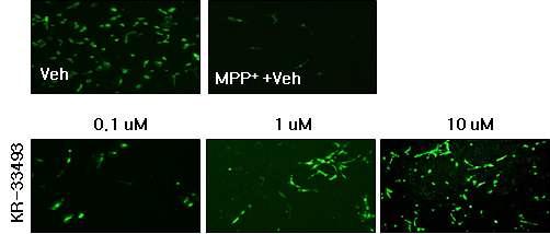 KR-33493을 처리한 primary neuron에서 세포보호효과(면역염색 분석)