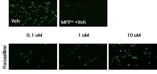 rasagiline을 처리한 primary neuron에서 세포보호효과(면역염색 분석)