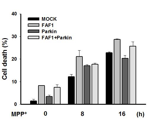 MPP+ 처리 시간에 따른 parkin에 의한 세포사 억제효과(DAPI 분석)